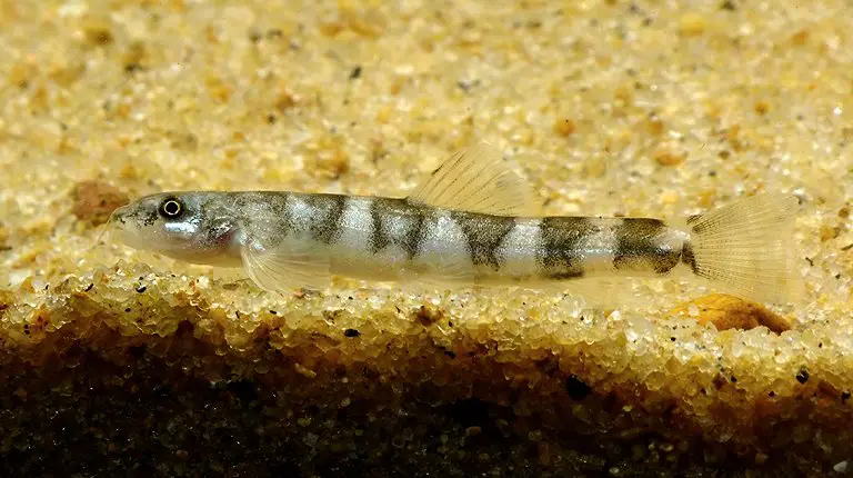 Schistura devdevi – Saddleback Loach (Noemacheilus devdevi, Nemacheilus ...