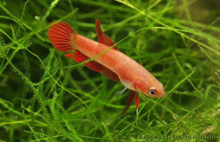 Betta Rutilans Betta rutilans — Seriously Fish