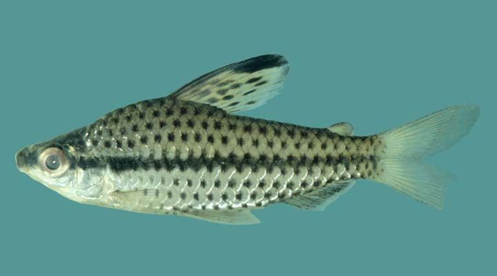 Chilodus punctatus Spotted Headstander — Seriously Fish