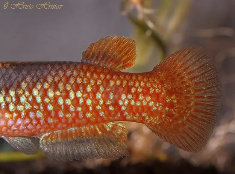 Pachypanchax sakaramyi Madagascar Panchax (Panchax sakaramyi