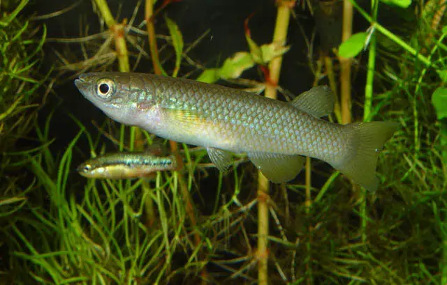 Pachypanchax sakaramyi Madagascar Panchax (Panchax sakaramyi