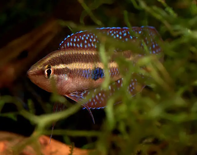Filament Licorice Gourami