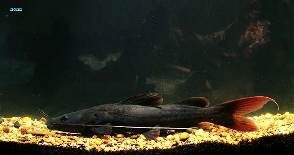 Hemibagrus wyckioides – Asian Red Tailed Catfish (Macrones