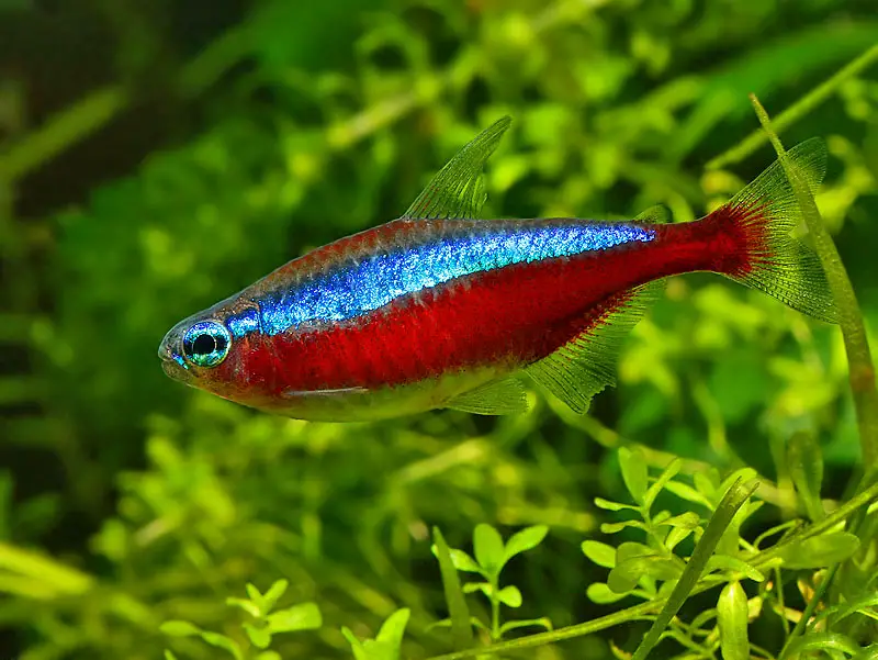 Paracheirodon axelrodi – Cardinal Tetra (Cheirodon axelrodi, Hyphessobrycon  cardinalis) — Seriously Fish