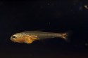 Paracheirodon axelrodi – Cardinal Tetra (Cheirodon axelrodi ...