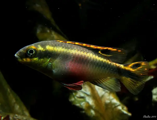 Pelvicachromis pulcher fem art