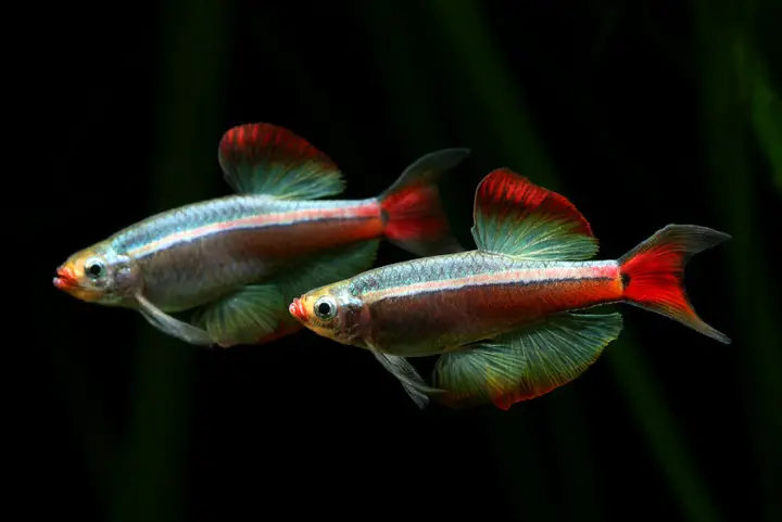 Tanichthys Albonubes White Cloud Mountain Minnow Aphyocypris Pooni Seriously Fish,Agave Plants For Sale