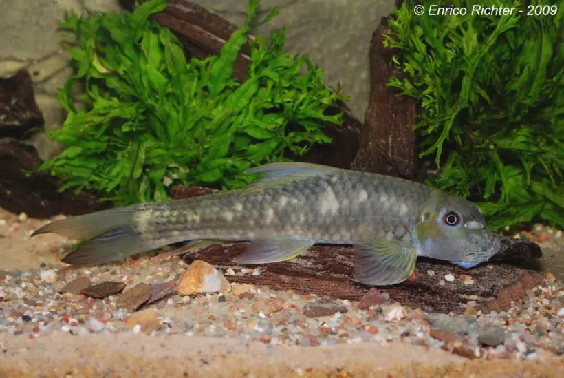 Garra salweenica — Seriously Fish