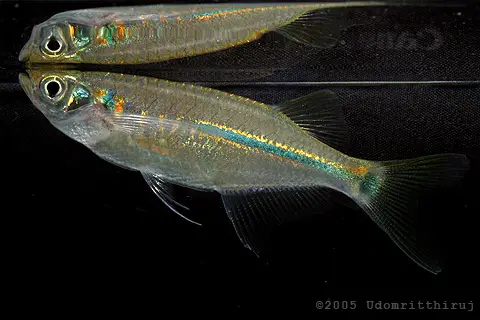 Laubuka siamensis (Laubuca siamensis) — Seriously Fish