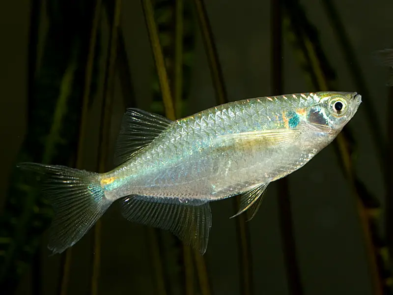 Laubuka caeruleostigmata – Flying Minnow (Laubuca caeruleostigmata) —  Seriously Fish