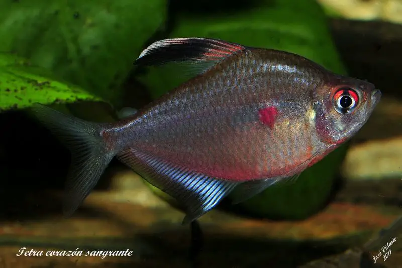 Hyphessobrycon erythrostigma – Bleeding Heart Tetra (Hemigrammus