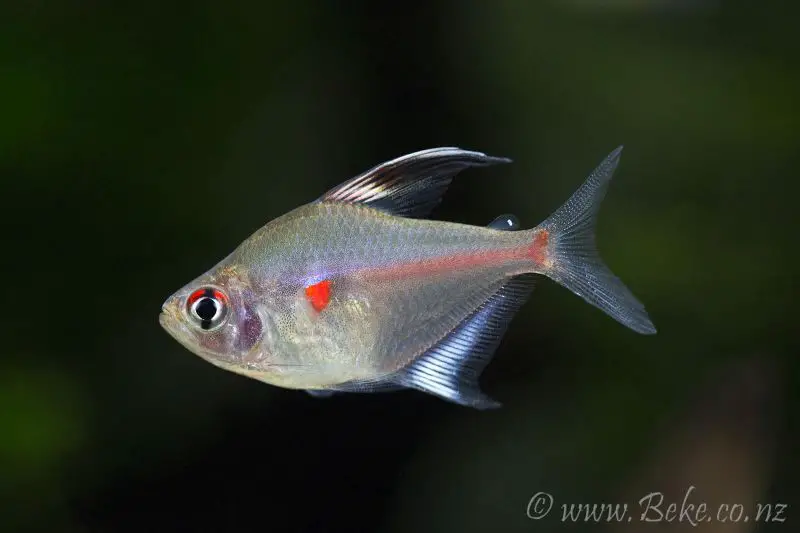 bleeding heart tetra bleeding heart tetra
