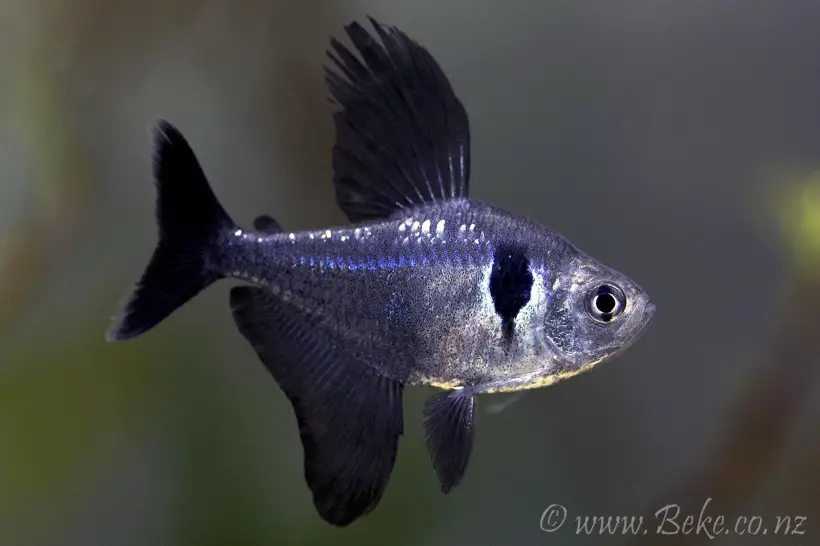 Hyphessobrycon megalopterus – Black Phantom Tetra (Megalamphodus  megalopterus, Megalamphodus rogoaguae) — Seriously Fish