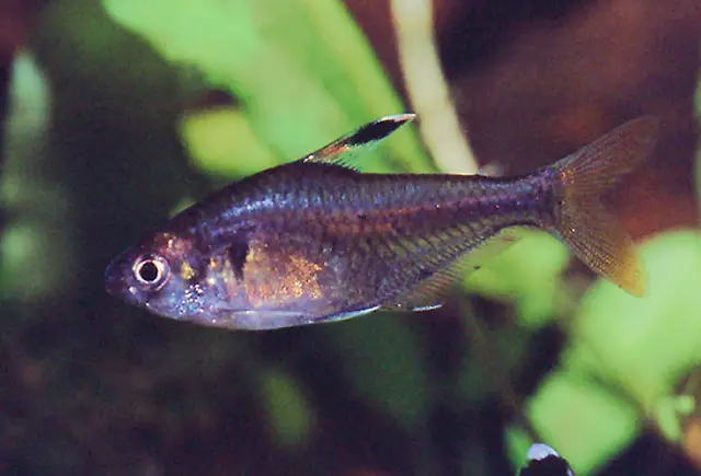 Hyphessobrycon simulatus False Xray Tetra