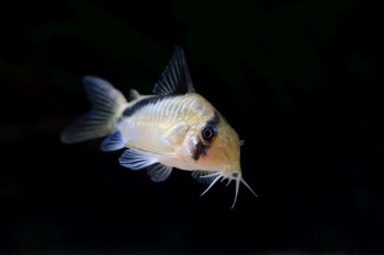Corydoras melini – False Bandit Cory — Seriously Fish