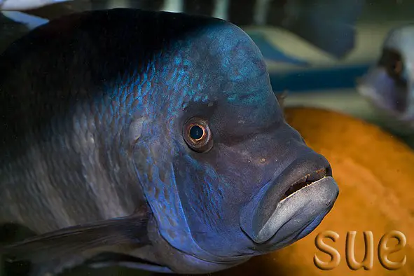 Cyphotilapia gibberosa — Seriously Fish