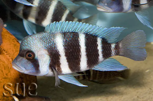 Cyphotilapia gibberosa — Seriously Fish