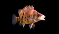 Datnioides microlepis – Indonesian Tiger Perch — Seriously Fish