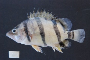 Datnioides undecimradiatus – Mekong Tiger Perch (Coius undecimradiatus ...