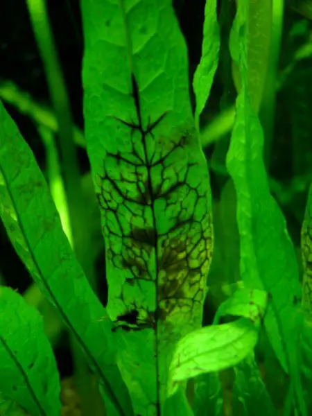 Java Fern Turning Black